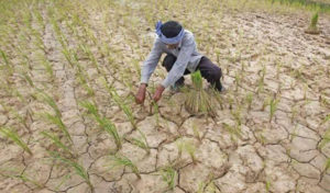Assistance for farmers as dry spell continues